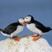 puffin_atlantic_msi_h_0729_can1757.jpg